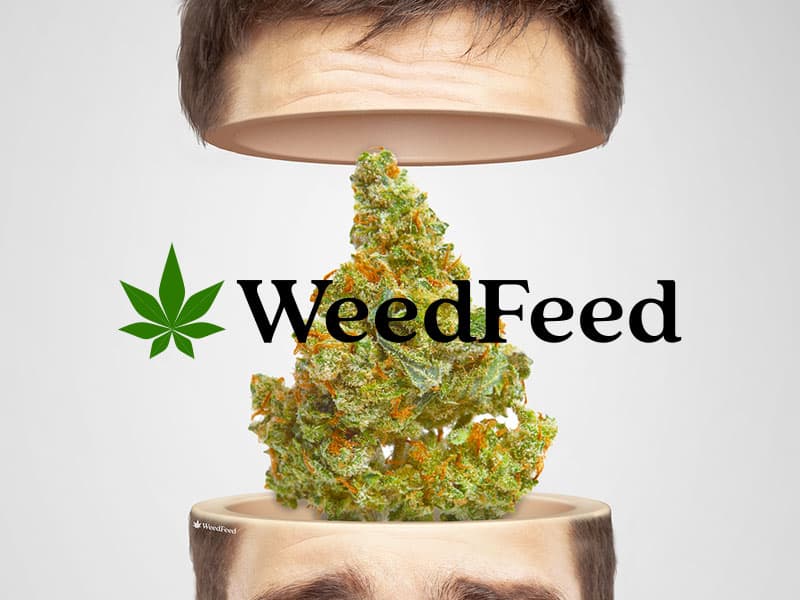 Weedfeed